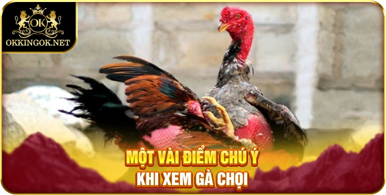 Một vài điểm chú ý khi xem gà chọi