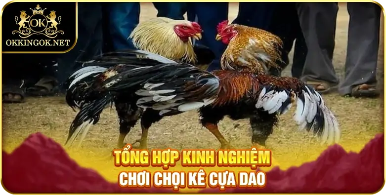 Tổng hợp kinh nghiệm chơi chọi kê cựa dao