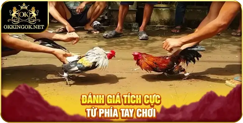 Đánh giá tích cực từ phía tay chơi